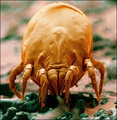 Dust mite